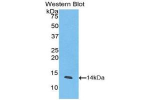 Western Blotting (WB) image for anti-Chemokine (C-X-C Motif) Ligand 11 (CXCL11) (AA 22-94) antibody (ABIN1078221) (CXCL11 antibody  (AA 22-94))