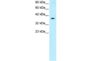 WB Suggested Anti-NT5C3 Antibody Titration:  0. (NT5C3 antibody  (Middle Region))