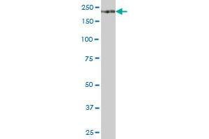 ITGA1 MaxPab polyclonal antibody. (Integrin alpha 1 antibody  (AA 1-1179))