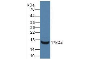 Detection of Recombinant RNASE3, Mouse using Monoclonal Antibody to Ribonuclease A3 (RNASE3) (RNASE3 antibody  (AA 34-150))