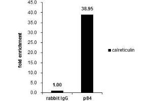 ChIP Image Cross-linked ChIP was performed with HeLa chromatin extract and 5 μg of either control rabbit IgG or anti-Nuclear Matrix Protein p84 antibody. (THOC1 antibody  (C-Term))