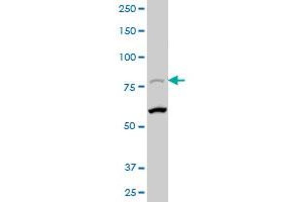 AOC2 antibody  (AA 169-268)