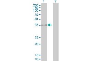 Western Blot analysis of FBXO25 expression in transfected 293T cell line by FBXO25 monoclonal antibody (M01), clone 2F1. (FBXO25 antibody  (AA 1-367))