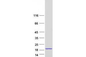 Validation with Western Blot (MEIG1 Protein (Myc-DYKDDDDK Tag))