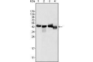 Western blot analysis using APOA4 mouse mAb against human serum (1), human plasma (2), HepG2 cell lysate (3) and SMMC-7721 cell lysate (4). (APOA4 antibody  (AA 21-396))