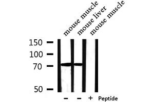 PABPC4 antibody  (Internal Region)
