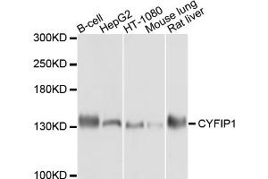 Western blot analysis of extracts of various cell lines, using CYFIP1 antibody. (CYFIP1 antibody)