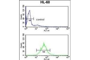 PSME2 Antibody (Center) (ABIN390646 and ABIN2840944) flow cytometry analysis of HL-60 cells (bottom histogram) compared to a negative control cell (top histogram). (PSME2 antibody  (AA 61-91))