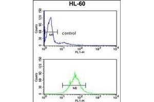 PSME2 Antibody (Center) (ABIN390646 and ABIN2840944) flow cytometry analysis of HL-60 cells (bottom histogram) compared to a negative control cell (top histogram).