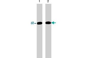Western blot analysis of human Jurkat cells treated with pervanadate (1 mM) for 30 min (lane 1 & 2). (SHP1 antibody  (C-Term))