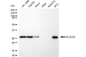 Western blotting analysis using ELOVL5 antibody (ABIN7798435). (Recombinant ELOVL5 antibody)