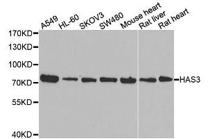 Western blot analysis of extracts of various cell lines, using HAS3 antibody. (HAS3 antibody  (AA 67-281))