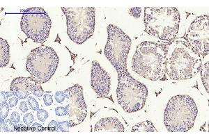 Immunohistochemical analysis of paraffin-embedded mouse testis tissue.