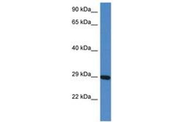 PRRG3 antibody  (N-Term)