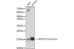 Western blot analysis of extracts of various cell lines, using V/V/Cellubrevin Rabbit mAb (ABIN7271314) at 1:1000 dilution. (VAMP3 antibody)