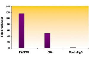 Histone H4ac (pan-acetyl) antibody (pAb) tested by ChIP. (Histone H4 antibody  (N-Term))
