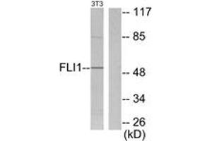 Western Blotting (WB) image for anti-Friend Leukemia Virus Integration 1 (FLI1) (AA 291-340) antibody (ABIN2889198) (FLI1 antibody  (AA 291-340))