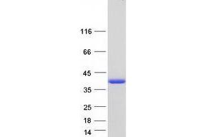 Validation with Western Blot (Tropomyosin Protein (Transcript Variant 3) (Myc-DYKDDDDK Tag))