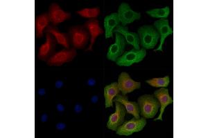 ABIN7094544 and ABIN7098593 staining Hela cells by IF/ICC.