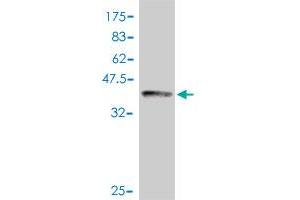 Western Blot detection against Immunogen (38. (NCK2 antibody  (AA 203-312))