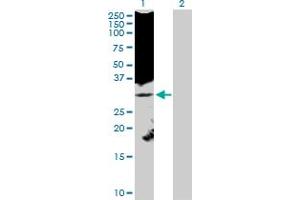 Western Blot analysis of KLK8 expression in transfected 293T cell line by KLK8 MaxPab polyclonal antibody. (Kallikrein 8 antibody  (AA 1-260))