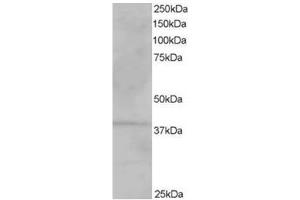 Image no. 1 for anti-Vacuolar Protein Sorting-Associated Protein 26A (VPS26A) (C-Term) antibody (ABIN374399)