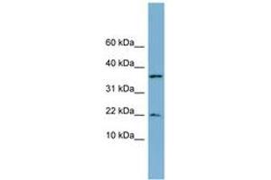 Image no. 1 for anti-Dual Specificity Phosphatase 10 (DUSP10) (N-Term) antibody (ABIN6742090) (DUSP10 antibody  (N-Term))