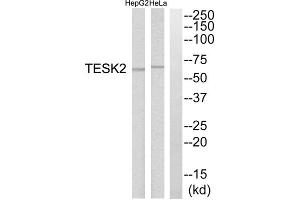 Western blot analysis of extracts from HepG2 cells and HeLa cells, using TESK2 antibody. (TESK2 antibody  (Internal Region))