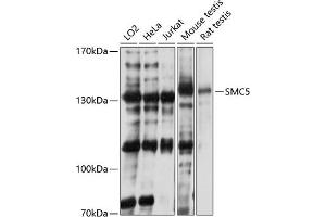 Western blot analysis of extracts of various cell lines, using SMC5 antibody (ABIN1682829, ABIN3015966, ABIN3015967 and ABIN6219480) at 1:3000 dilution.