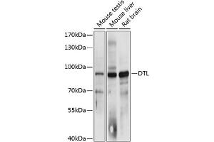 Western blot analysis of extracts of various cell lines, using DTL antibody (ABIN6133220, ABIN6139847, ABIN6139848 and ABIN6215737) at 1:3000 dilution. (CDT2/RAMP antibody  (AA 541-730))