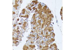 Immunohistochemistry (IHC) image for anti-Pancreatic Lipase-Related Protein 1 (PNLIPRP1) (AA 298-467) antibody (ABIN7269167)