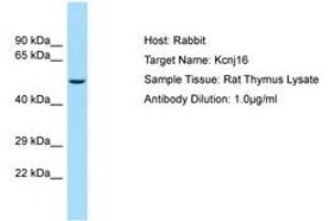 Image no. 1 for anti-Potassium Inwardly-Rectifying Channel, Subfamily J, Member 16 (KCNJ16) (AA 280-329) antibody (ABIN6749836)