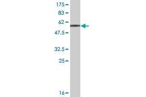 Western Blot detection against Immunogen (59. (GIMAP5 antibody  (AA 1-307))