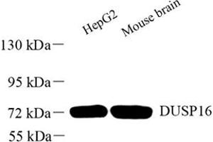 DUSP16 anticorps
