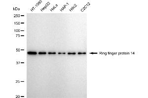 anti-Ring Finger Protein 14 (RNF14) antibody