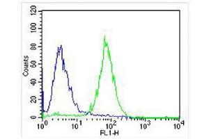 Overlay histogram showing SH-SY5Y cells stained with (ABIN6242493 and ABIN6577096) (green line). (TRKB antibody)