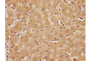 IHC image of ABIN7140114 diluted at 1:100 and staining in paraffin-embedded human liver tissue performed on a Leica BondTM system. (RTN4RL2 antibody  (AA 355-372))