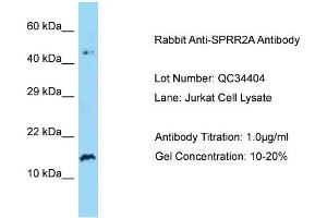 Host: Rabbit Target Name: SPRR2A Sample Type: Human Jurkat Antibody Dilution: 1. (SPRR2A antibody  (N-Term))