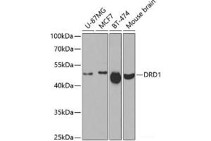 Western blot analysis of extracts of various cell lines using DRD1 Polyclonal Antibody at dilution of 1:500. (Dopamine Receptor d1 antibody)