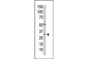Western Blotting (WB) image for anti-Protein Phosphatase 1, Catalytic Subunit, gamma Isoform (PPP1CC) (AA 1-30), (N-Term) antibody (ABIN392845)