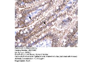 Human Intestine (CLDN8 antibody  (C-Term))
