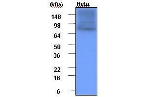 Cell lysates of HeLa(each 20 ug) were resolved by SDS-PAGE, transferred to PVDF membrane and probed with anti-human Hsp90 (1:1,000). (HSP90 antibody  (AA 1-732))