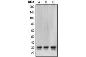 Western blot analysis of CBR1 expression in SHSY5Y (A), HeLa (B), MCF7 (C) whole cell lysates.