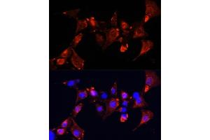 Immunofluorescence analysis of NIH-3T3 cells using CLUH Polyclonal Antibody  at dilution of 1:100 (40x lens). (CLUH antibody  (AA 1120-1309))
