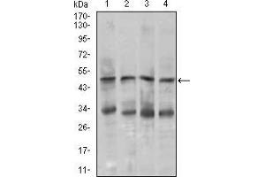 Western blot analysis using CHGA mouse mAb against MOLT4 (1), SK-N-SH (2), HepG2 (3), and PC-12 (4) cell lysate.