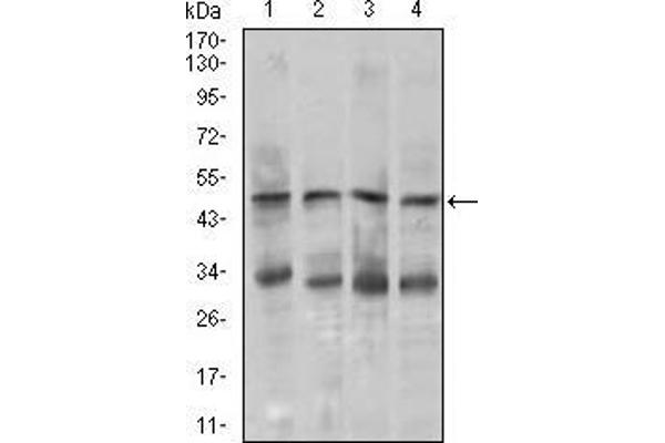Chromogranin A anticorps  (AA 87-252)