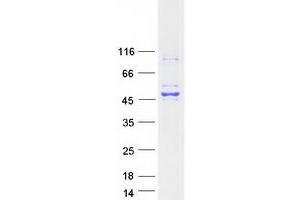 Validation with Western Blot (JNK Protein (Myc-DYKDDDDK Tag))