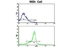 Flow cytometric analysis of widr cells using PTP4A2 Antibody (Center)(bottom histogram) compared to a negative control cell (top histogram). (PTP4A2 antibody  (AA 32-59))
