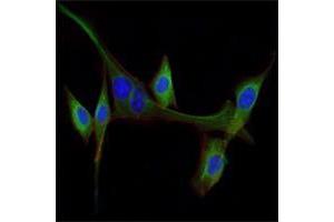 Immunofluorescence analysis of NIH/3T3 cells using EGF mouse mAb (green). (EGF antibody)