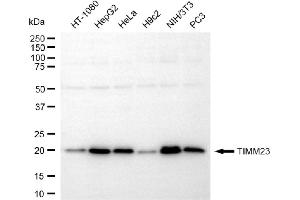 anti-Translocase of Inner Mitochondrial Membrane 23 Homolog (Yeast) (TIMM23) antibody